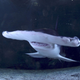 Illustration for article titled Shark Week Lied to Scientists to Get Them to Appear in Documentaries